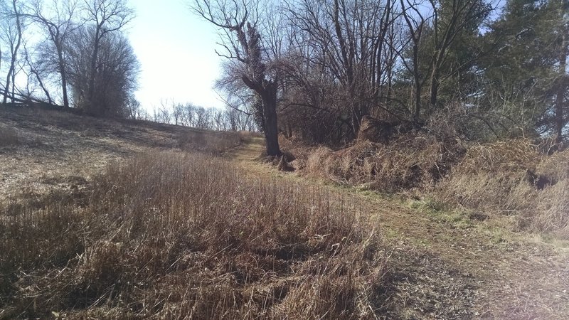 Mowed trail along the field