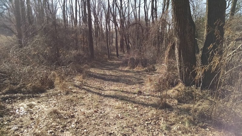 Typical signle track through the wooded area