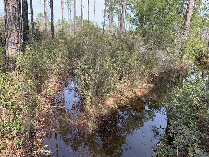 Flooded trail, and the bypass also. We drove back to the fire road and headed to the 30A