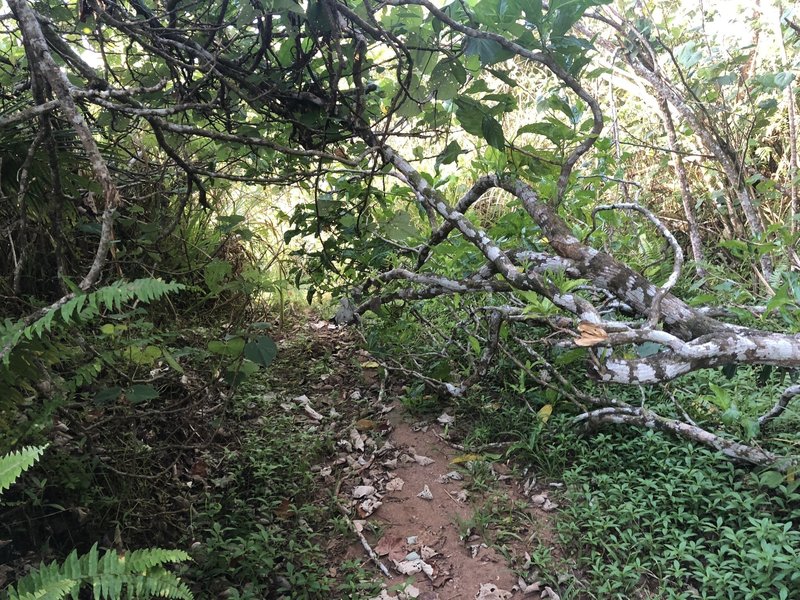 A bit of overgrown vegetation partially blocking the path after the Power Line bridge.