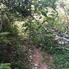 A bit of overgrown vegetation partially blocking the path after the Power Line bridge.