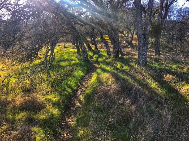 Willson Peak trail during the rainy season with trees, grass on the ground, and leaves on the trail.