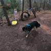 Start of the Purser Hulsey trail.  Bikers go counterclockwise to the right and hikers go to the left.