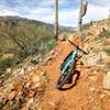 Awesome cactii on the Black Canyon Trail