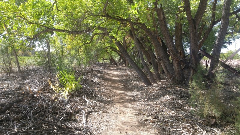 Socorro Valley Bosque Trail SingleTrack