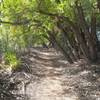 Socorro Valley Bosque Trail SingleTrack