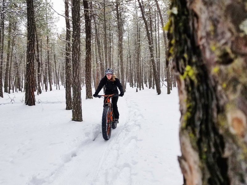 Groomed singletrack for fat biking at Riverside State Park.