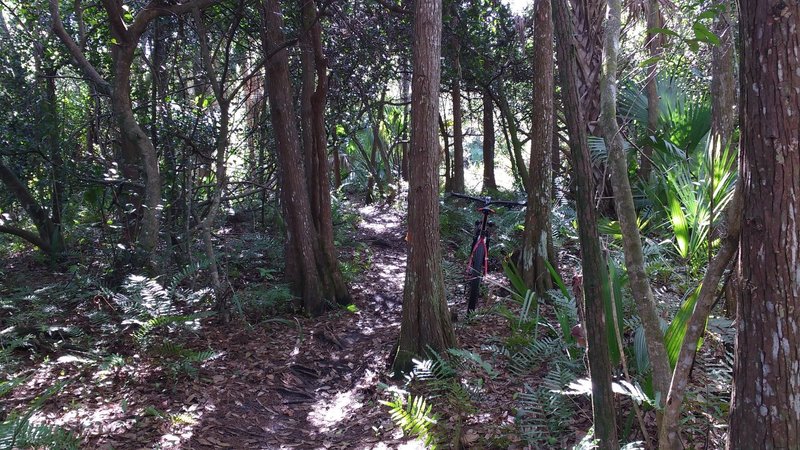 Perimeter trail forest.