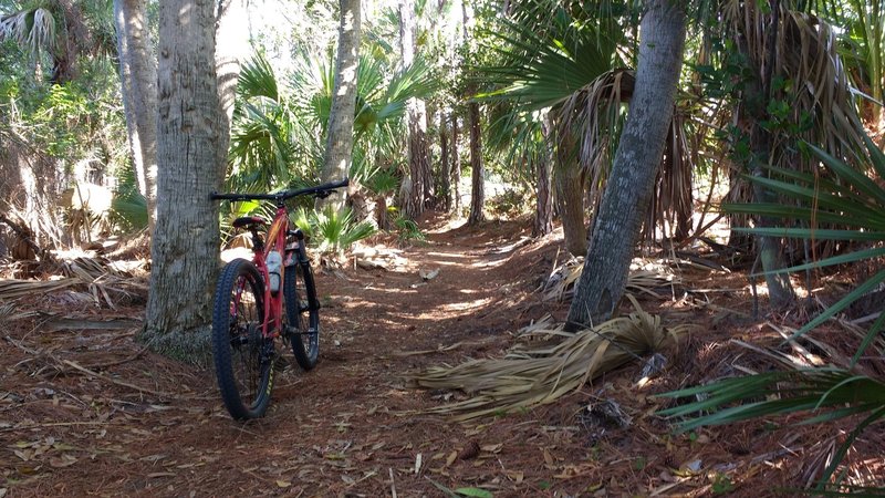 Perimeter trail through the forest.