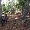 Perimeter trail through the forest.