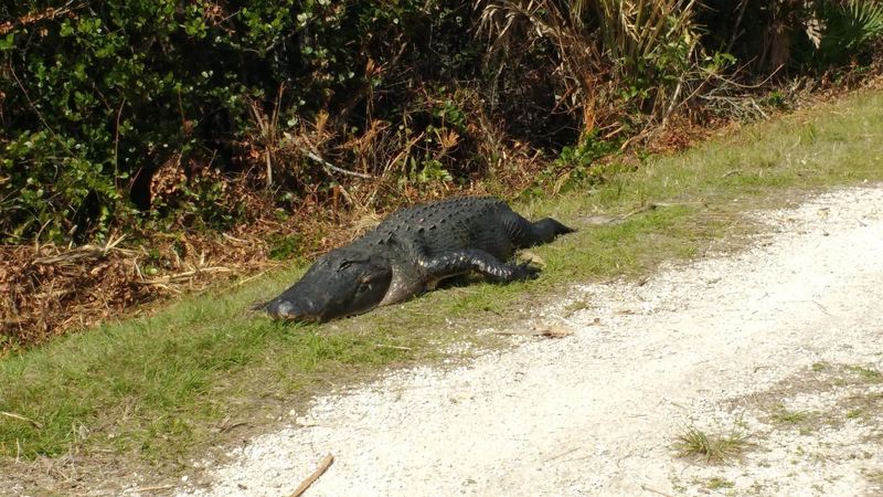 Big alligator on the Grassy Waters Preserve levee greenway.