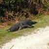 Big alligator on the Grassy Waters Preserve levee greenway.