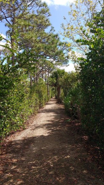 View down Promontory Trail in Grassy Waters Preserve.