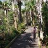 Boardwalk on the Hog Hammock trail in Grassy Waters Preserve.