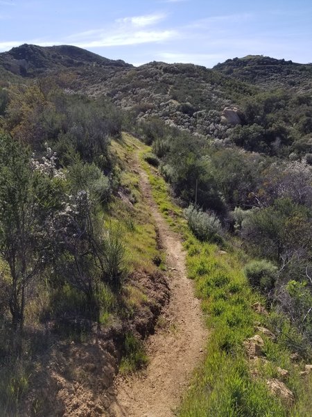 General condition of Deer Trail on 2/21/19.  Looking back up towards the top of Calabasas Peak Motorway.