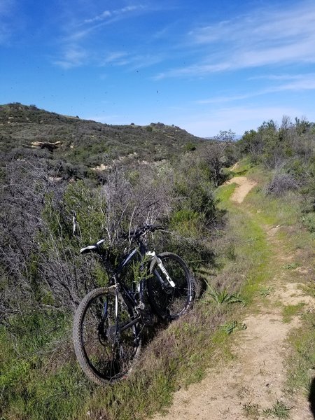 Deer Trail is overgrown with grass in some spots and totally fine in other spots...view looking southeast heading towards ridge line.