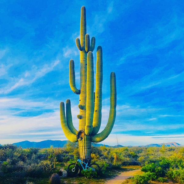 Spectacular Saguaro!