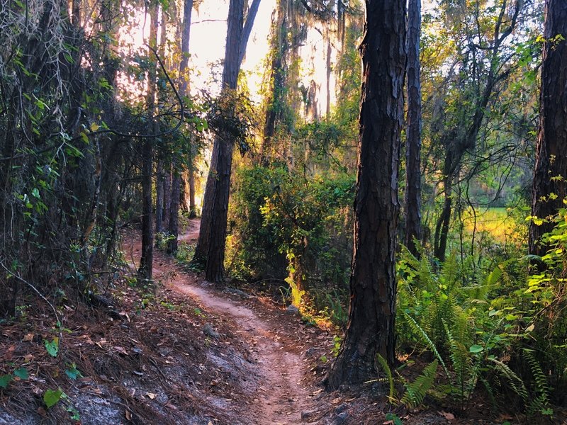 The winding-ness of Lower Spider Berm.