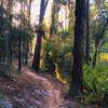 The winding-ness of Lower Spider Berm.