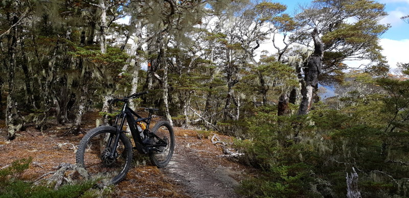 On Maitland Ridge Trail