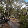 On Maitland Ridge Trail