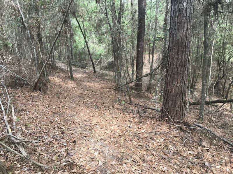 Bench cut dirt Singletrack into sides of hill to surf the hillside.