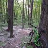 Cottonwood fluff lined trail. I'm really not sure where the exact spot is.