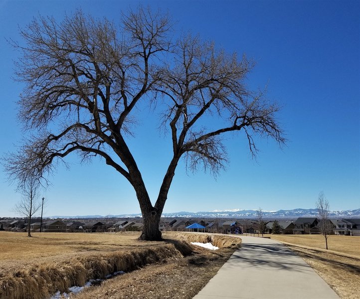 Rockies from Signal Ditch Trail