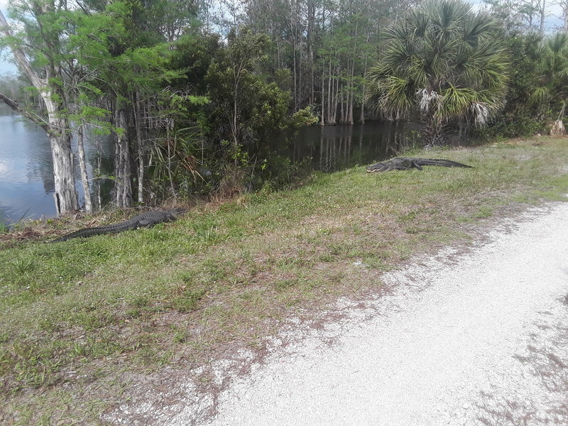 It's mating season along the Owahee Trail. These two were right next to the trail and didn't seem bothered by me at all.