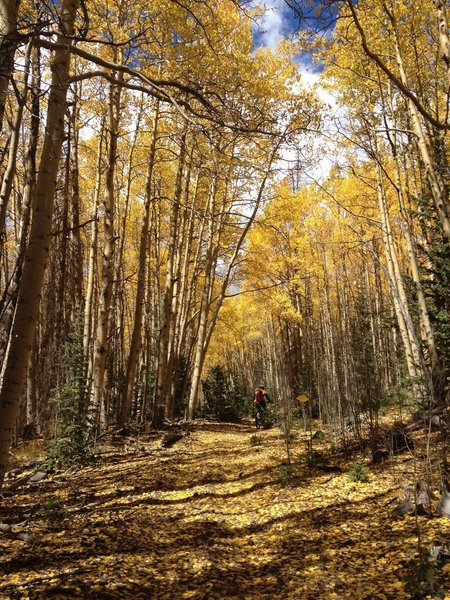 Aspen tunnel.