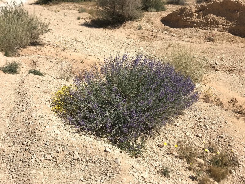 some really nice plant diversity in the no grazing areas