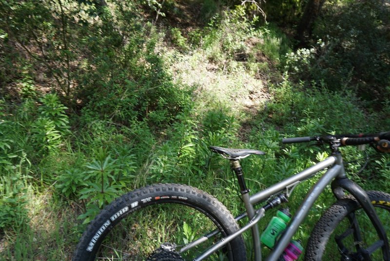 Endangered Humboldt's Lilies grow directly on the Gabrielino in places, be aware and do not disturb them.