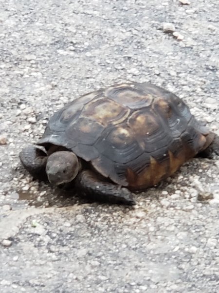 Almost ran over this little desert tortoise getting a drink in the middle of the trail.