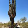 Can you say "Saguaro"? One of many desert wonders we have in Tucson, AZ on the Tortolita Preserve loop trail.