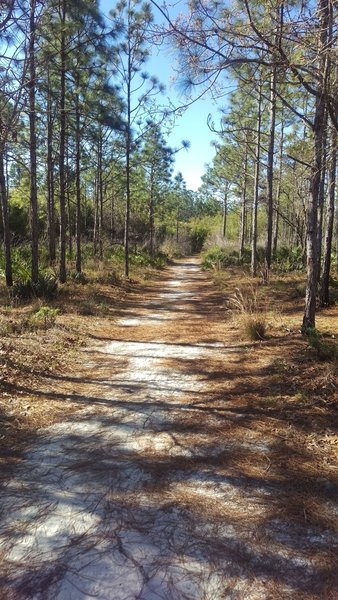 still sandy doubletrack