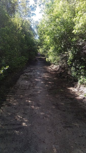 into the deep...  dug fire trail into thick brush