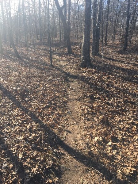 Freshly cleaned trail on Big Brushy