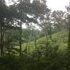 Lush forests along the Gilberts Creek Trail section.