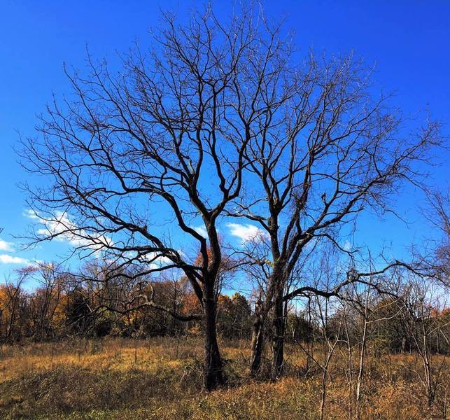 Tree in Six Mile Run.