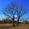 Tree in Six Mile Run.