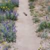 Wild flowers in bloom and a "Monster" stand off!