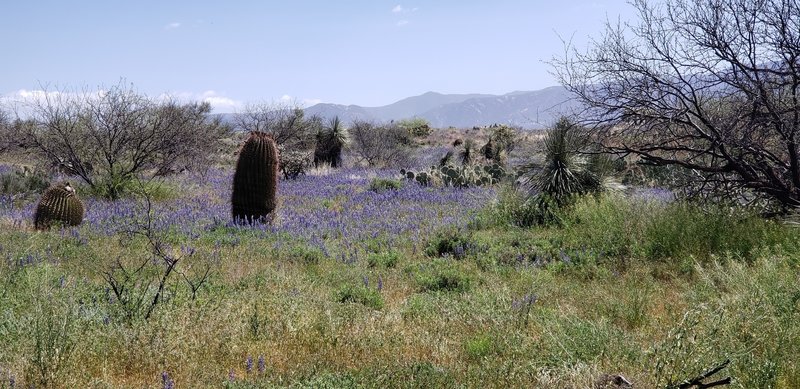 Wildflowers in bloom, Honeybee Canyon trail.