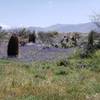 Wildflowers in bloom, Honeybee Canyon trail.