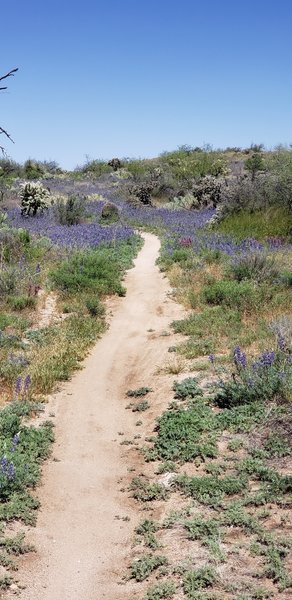 Perfect time of year to ride Honeybee Canyon through a sea of desert wildflowers!