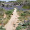 Perfect time of year to ride Honeybee Canyon through a sea of desert wildflowers!