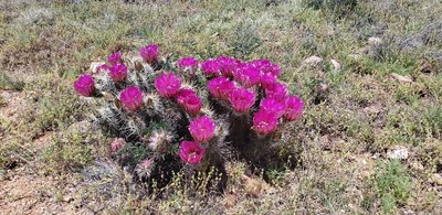 Cacti in bloom on Wild Burro.