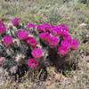 Cacti in bloom on Wild Burro.