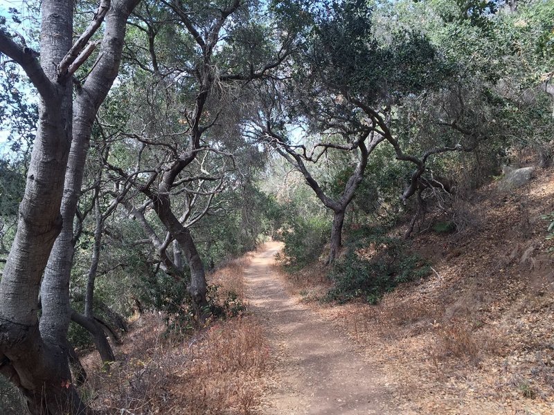 A rare canopied section of the Trespass Trail.