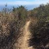 Trespass Trail being engulfed by scrub brush.