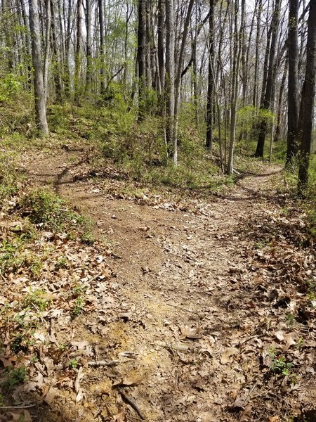 The left trail is the 7th Street Trail which branches off of the Clinton Lucas Trail.